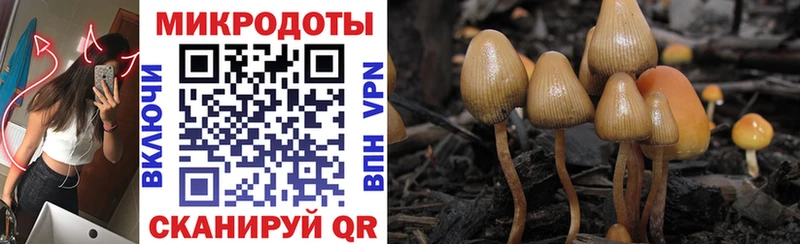 сколько стоит Кочубеевское Галлюциногенные грибы Magic Shrooms